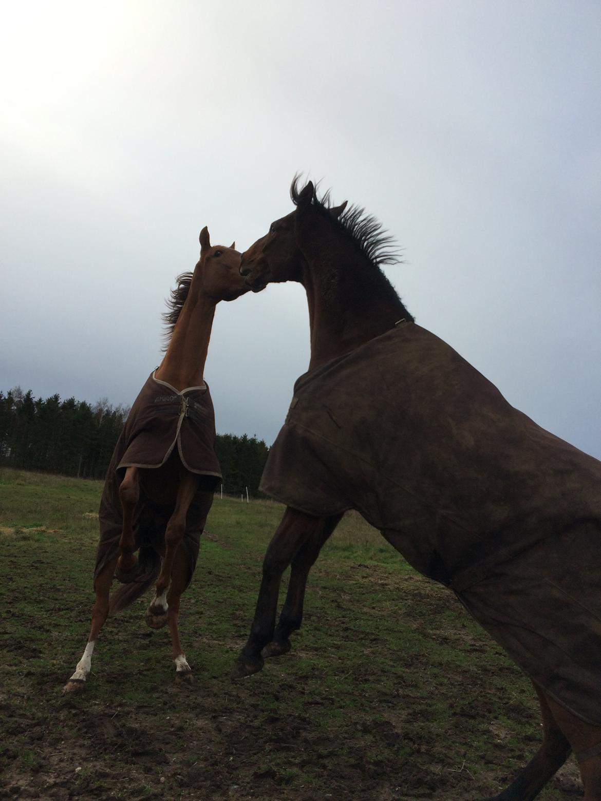 Fuldblod (XX) Fuego(Futte) billede 15