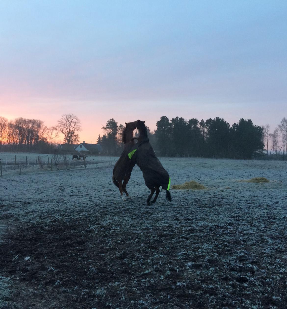 Fuldblod (XX) Fuego(Futte) billede 17