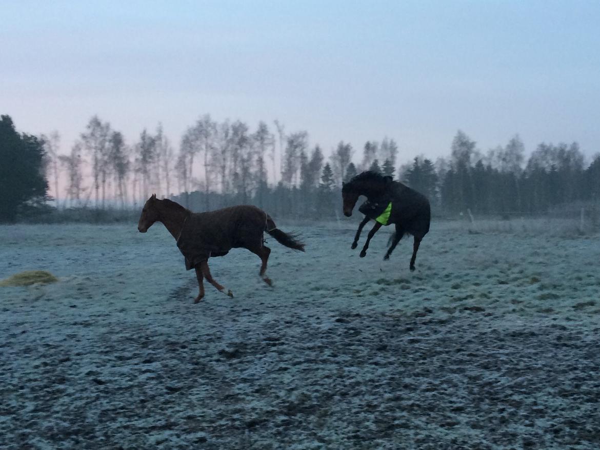 Fuldblod (XX) Fuego(Futte) billede 18