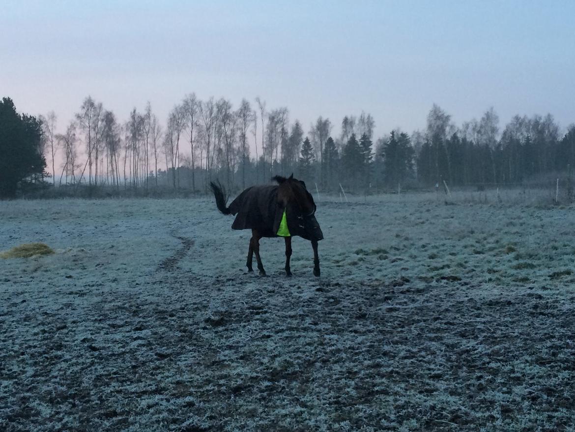 Fuldblod (XX) Fuego(Futte) billede 19