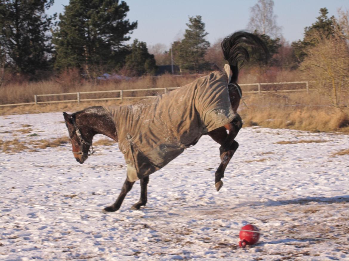 Fuldblod (XX) Fuego(Futte) - Vinter/sne glæde billede 1