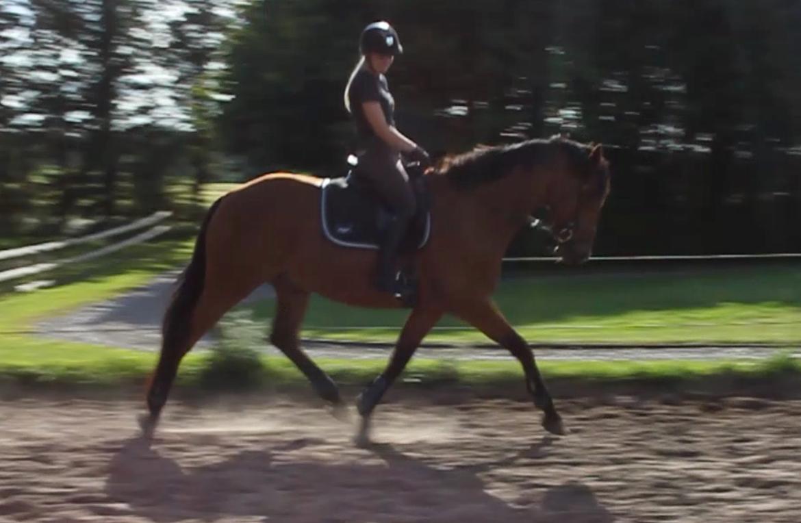 Dansk Varmblod Bakkegaarden's Chester - Tjek lige de bagben ud! Træning sommer 2015 <3 billede 19