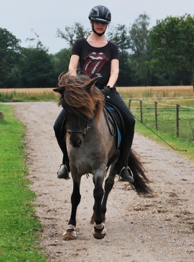 Islænder LITFARI BLÅBJERG - Velkommen til Litfaris profil! billede 1