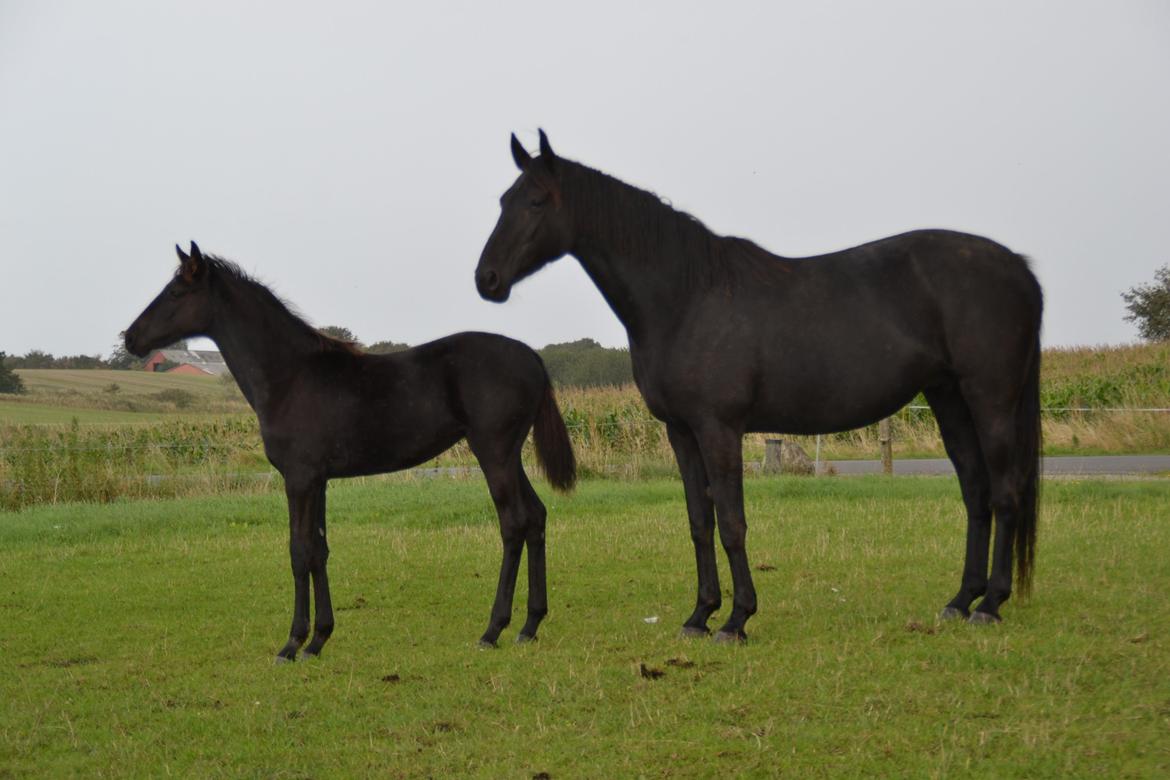 Dansk Varmblod Uglholm's Lexis billede 4