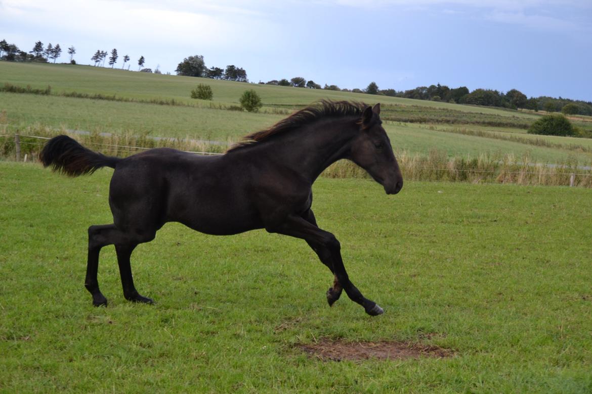 Dansk Varmblod Uglholm's Lexis billede 6