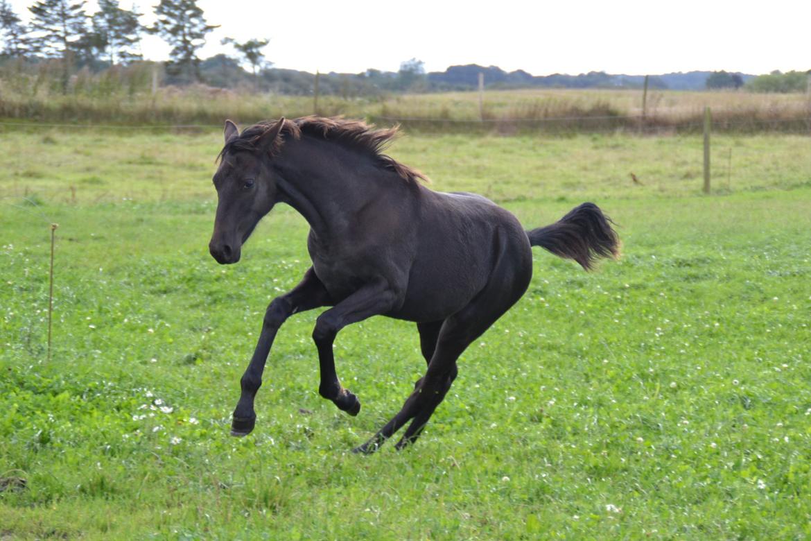 Dansk Varmblod Uglholm's Lexis billede 1