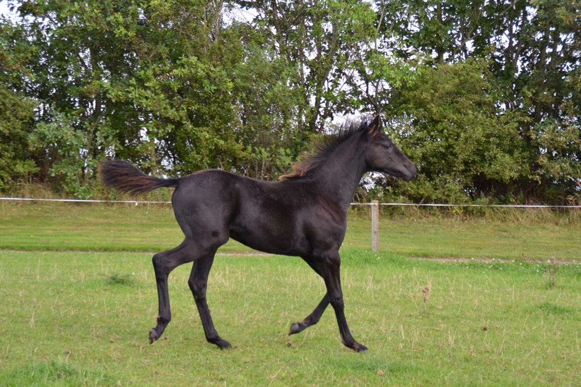 Dansk Varmblod Uglholm's Lexis billede 8