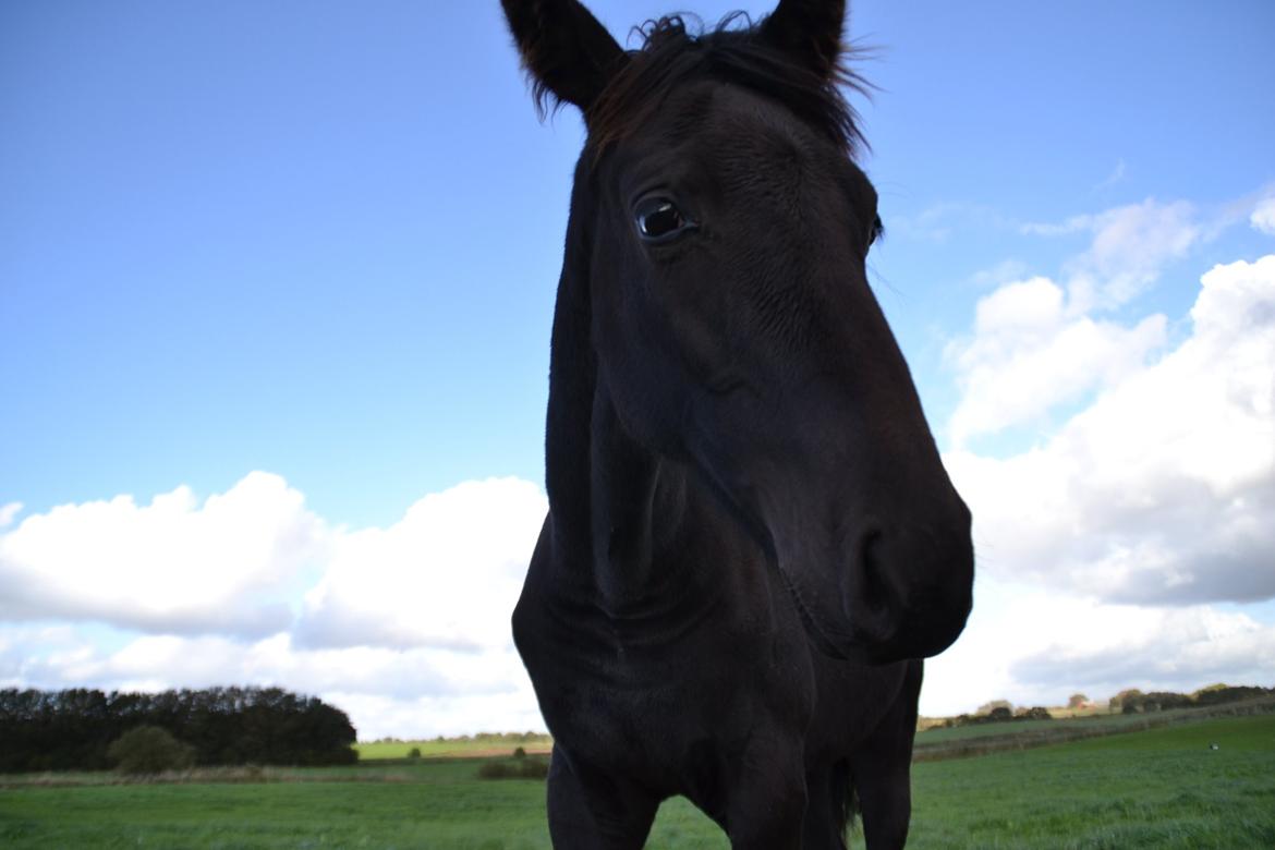 Dansk Varmblod Uglholm's Lexis billede 9