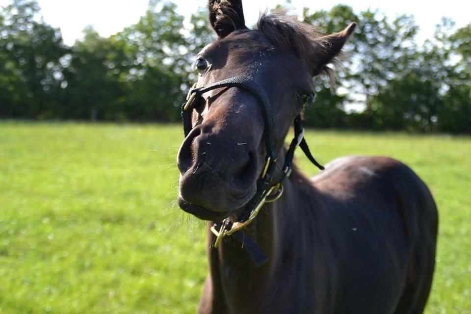 Dansk Varmblod Uglholm's Lexis billede 5