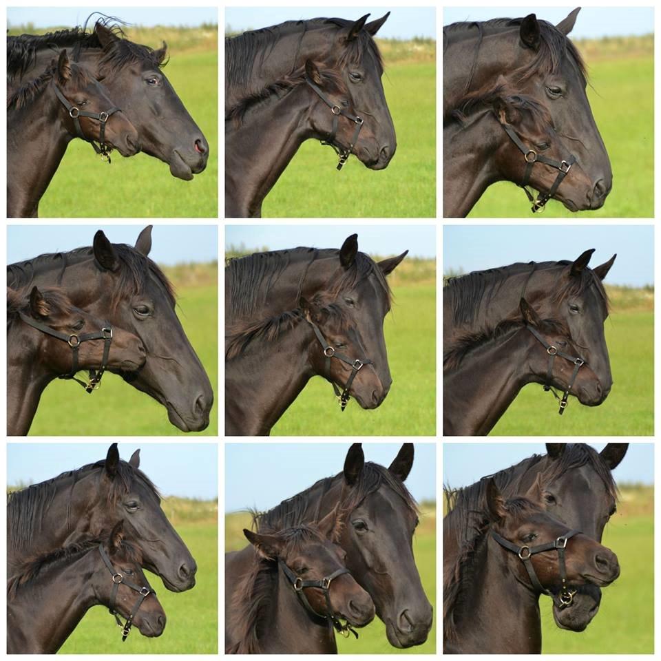 Dansk Varmblod Uglholm's Lexis billede 2