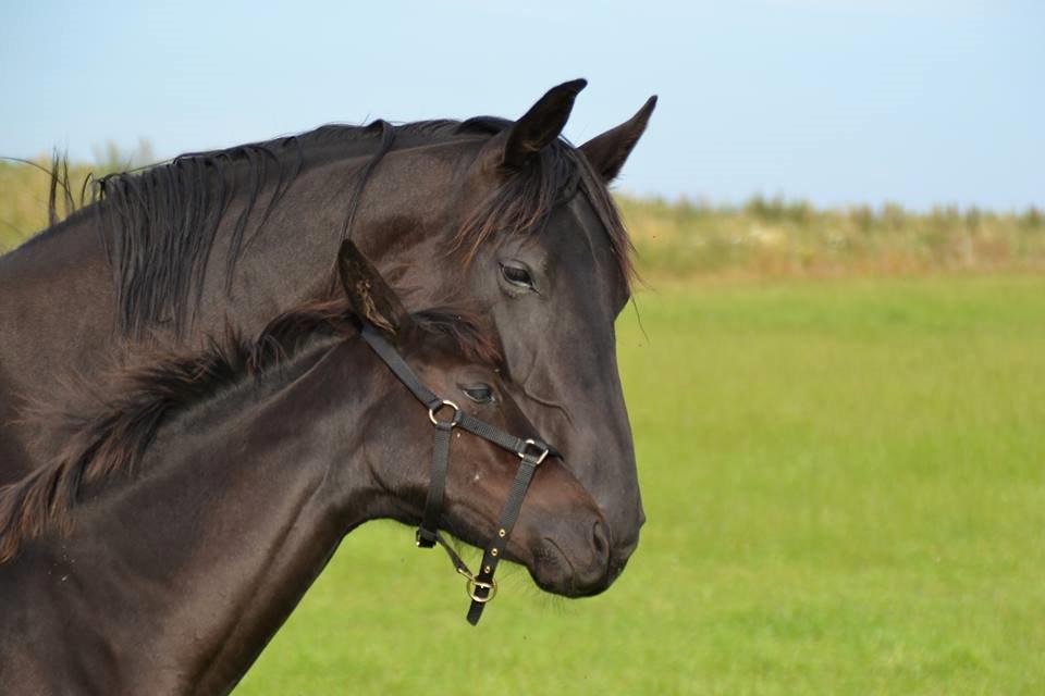 Dansk Varmblod Uglholm's Lexis billede 7