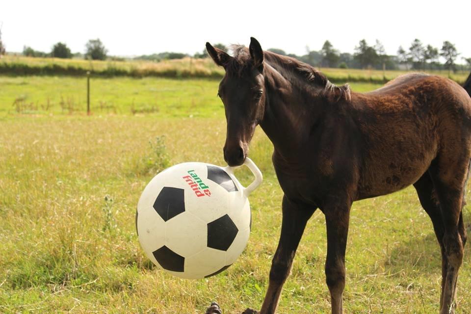 Dansk Varmblod Uglholm's Lexis billede 3