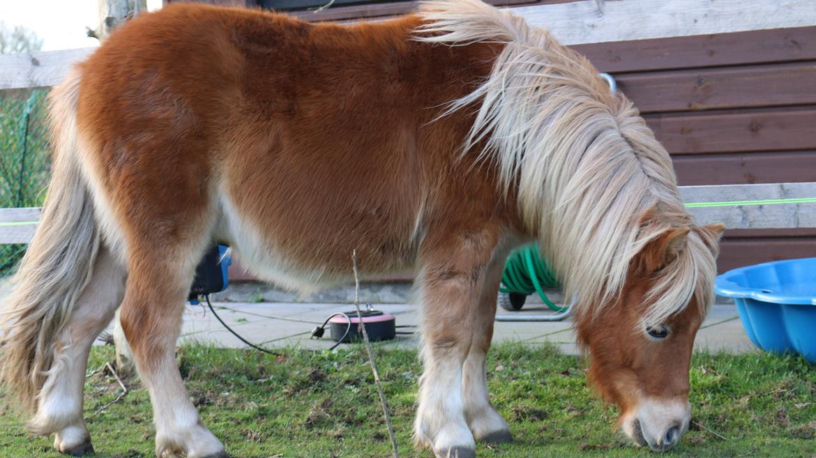 Shetlænder Vallentin's Ups billede 8