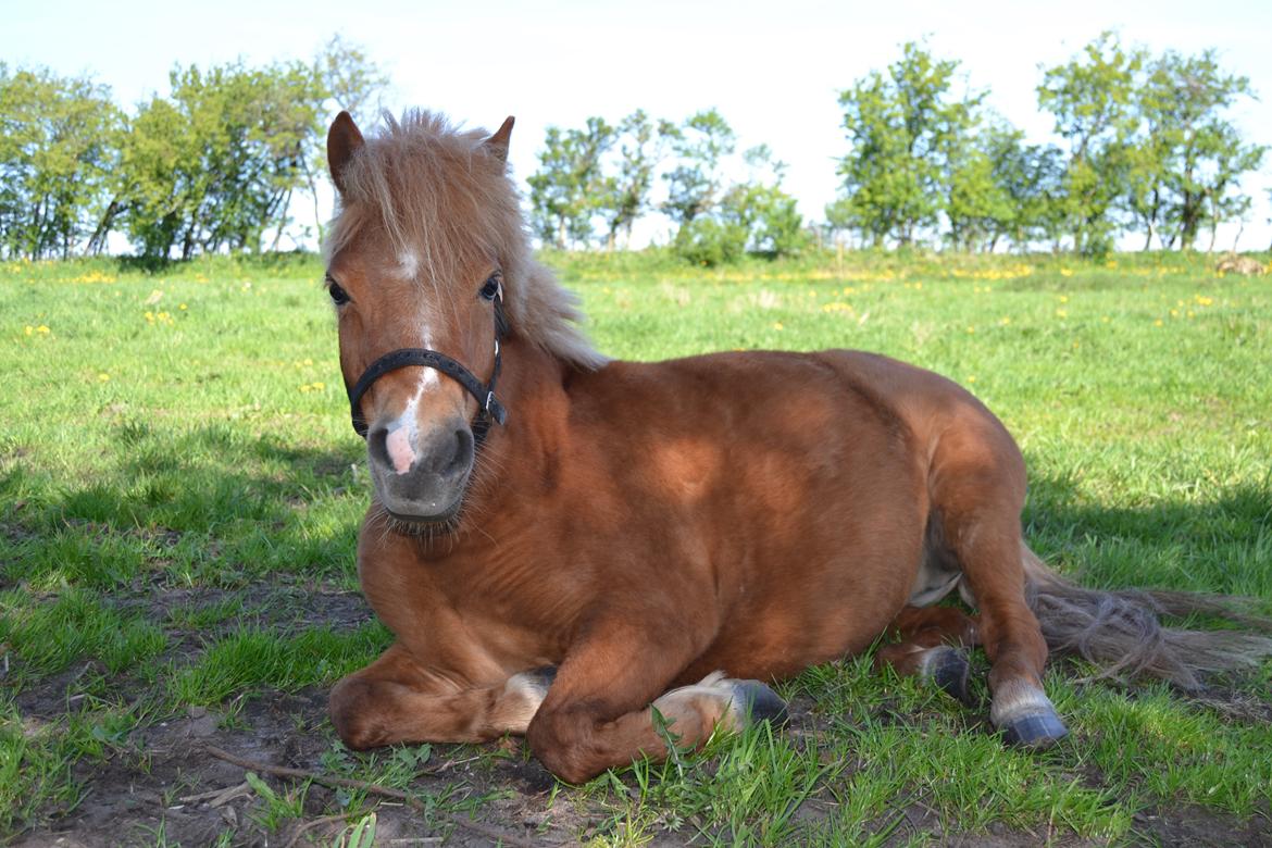 Anden særlig race Rose (Himmelhest) billede 1