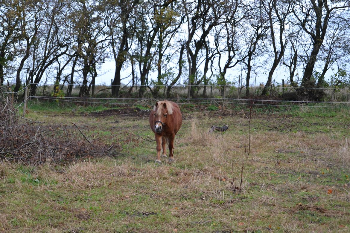 Anden særlig race Rose (Himmelhest) billede 3