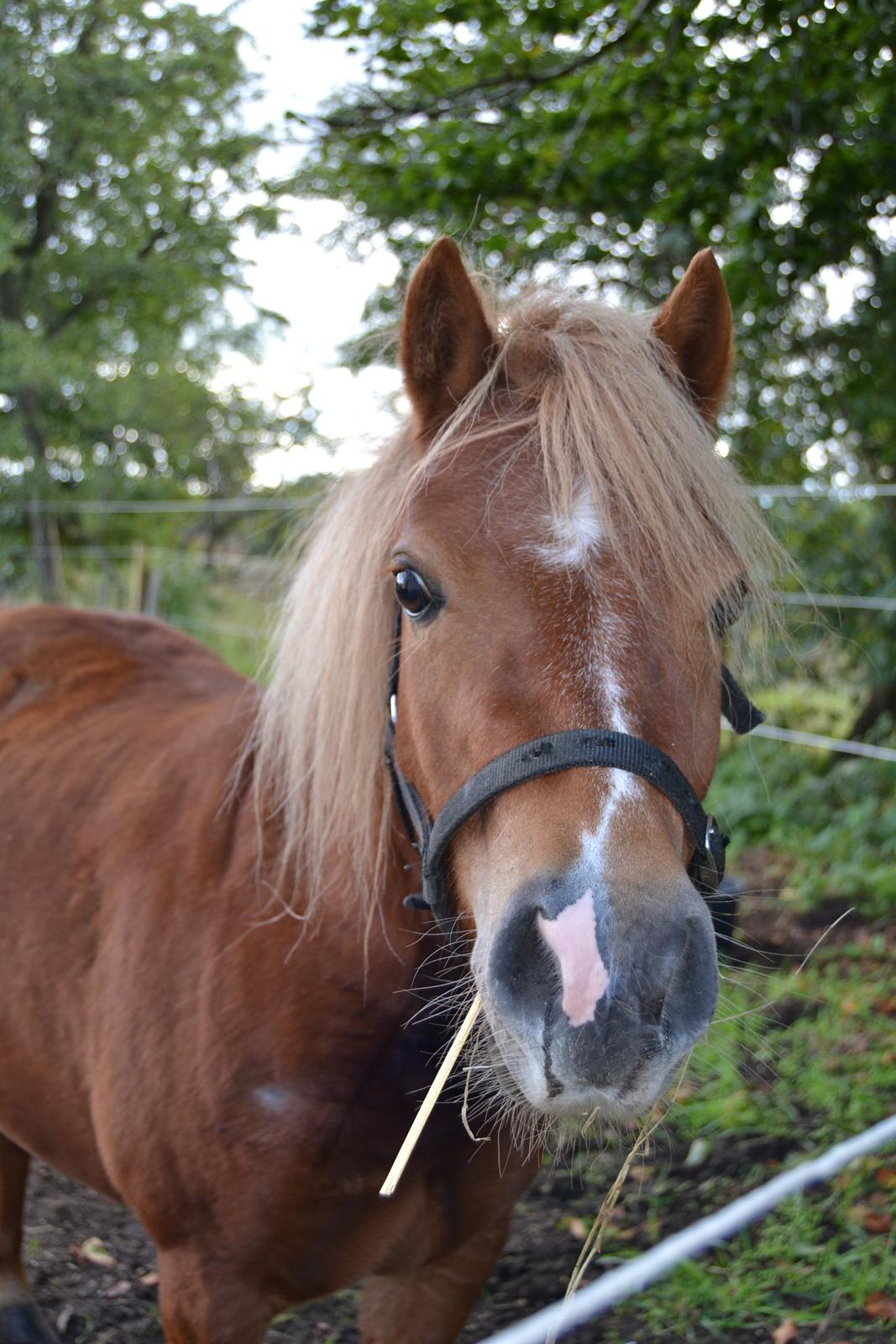 Anden særlig race Rose (Himmelhest) billede 4