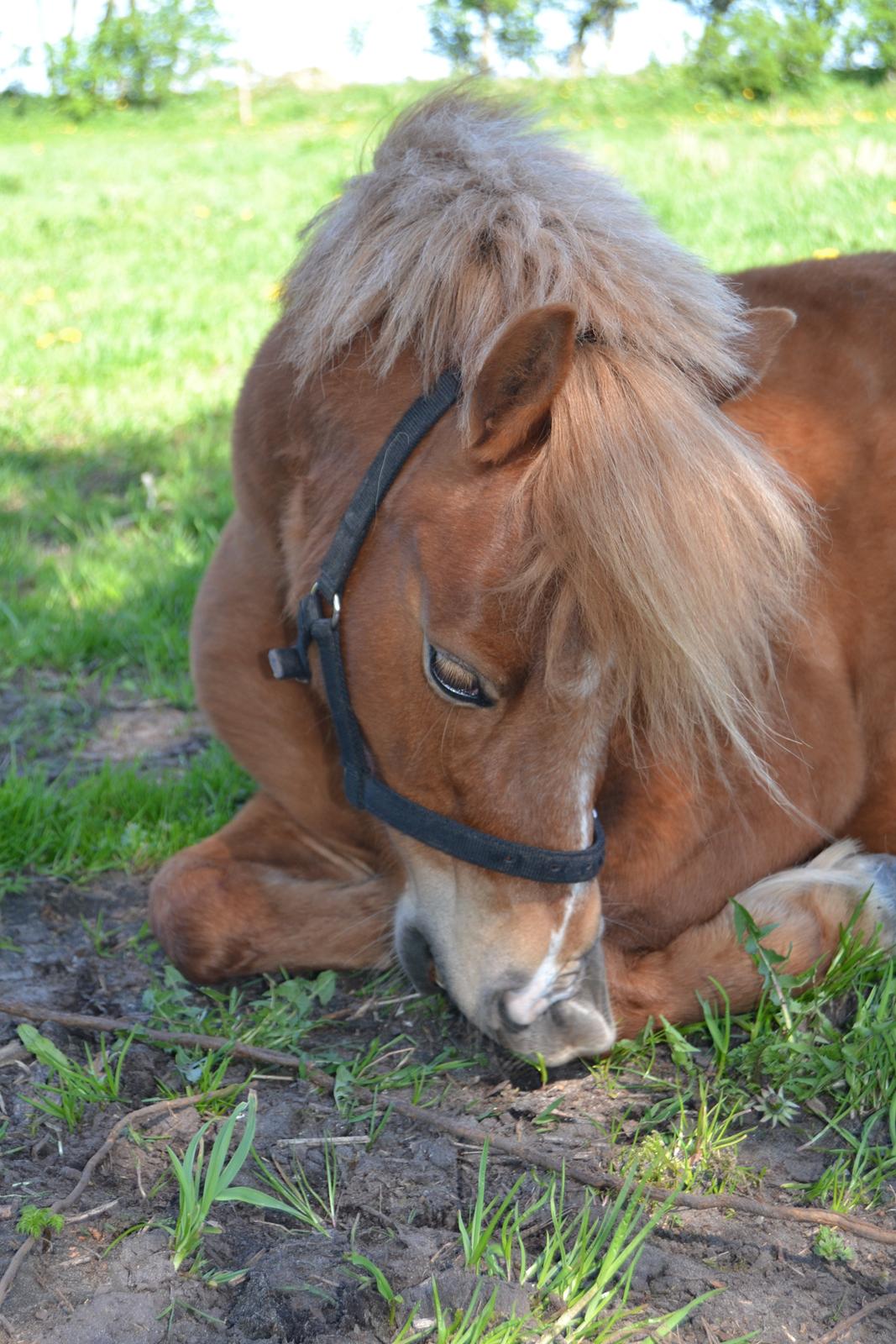 Anden særlig race Rose (Himmelhest) billede 2