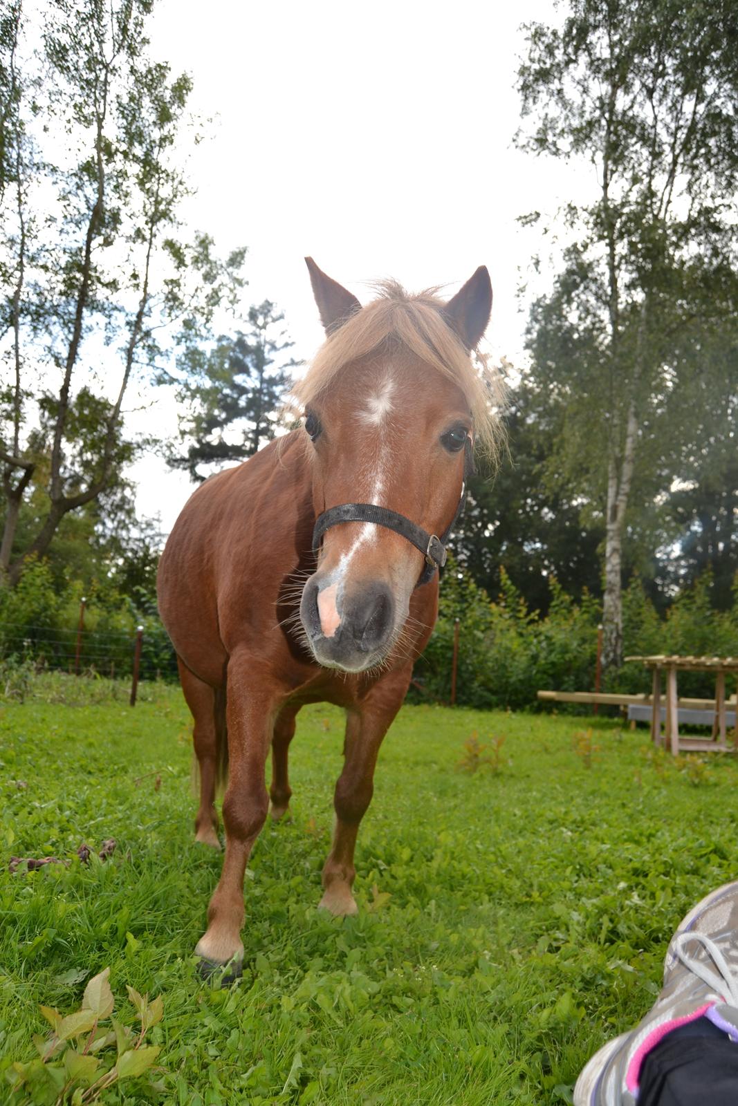 Anden særlig race Rose (Himmelhest) billede 5