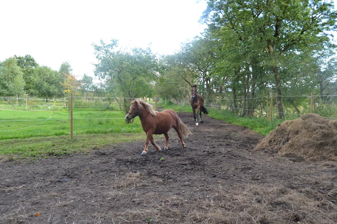 Anden særlig race Rose (Himmelhest) billede 7