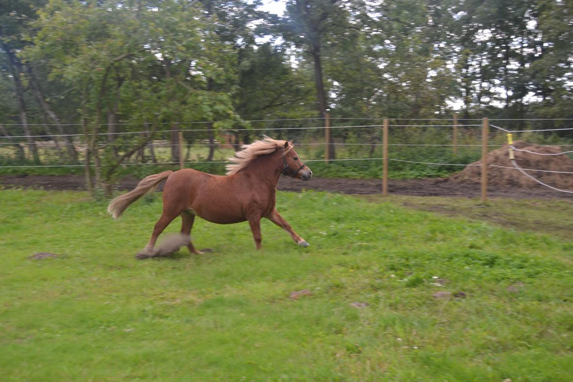 Anden særlig race Rose (Himmelhest) billede 6