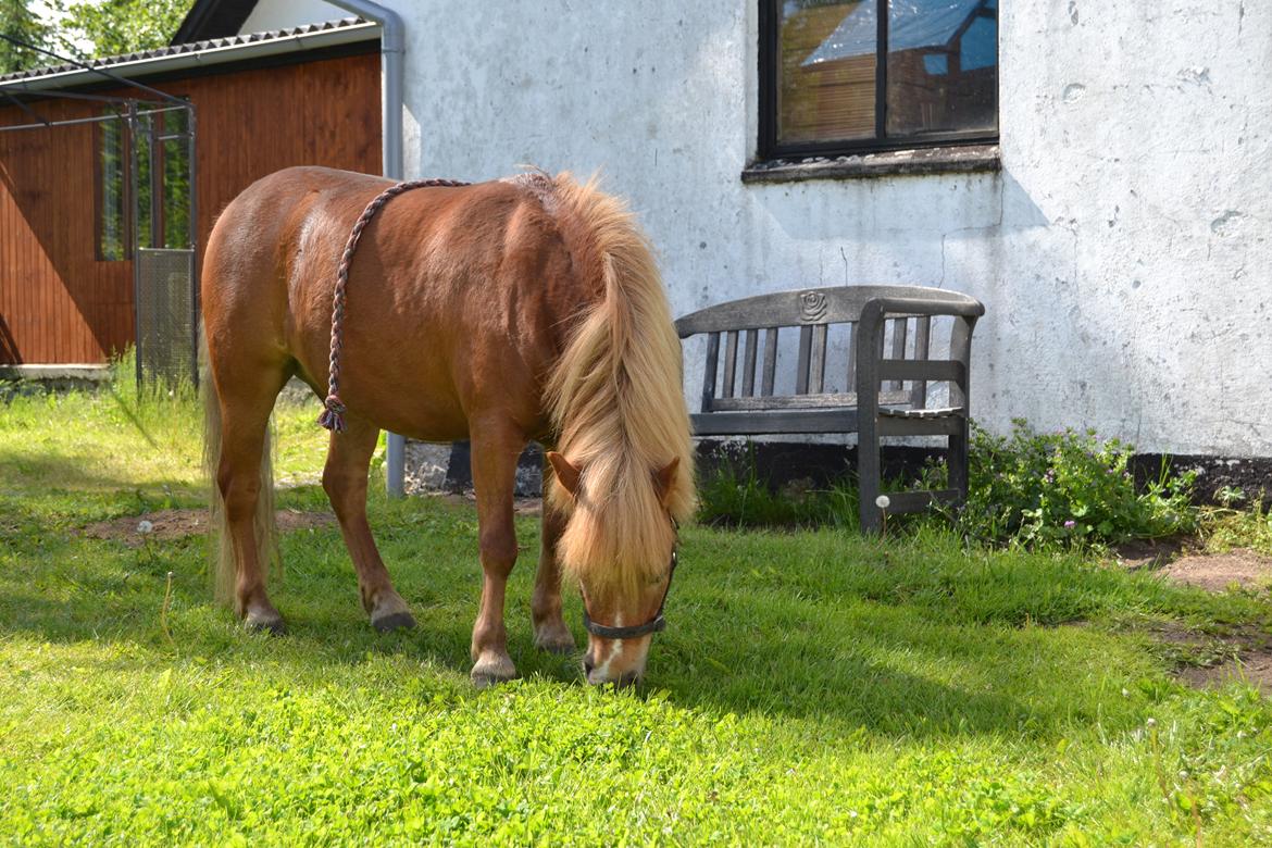 Anden særlig race Rose (Himmelhest) billede 8