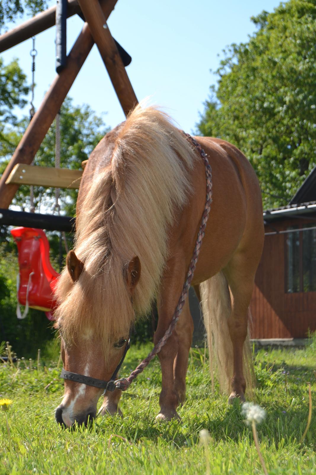 Anden særlig race Rose (Himmelhest) billede 9