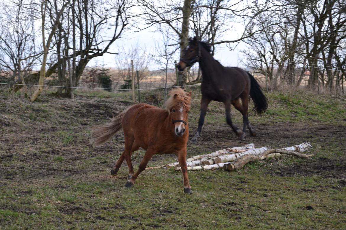 Anden særlig race Rose (Himmelhest) billede 10
