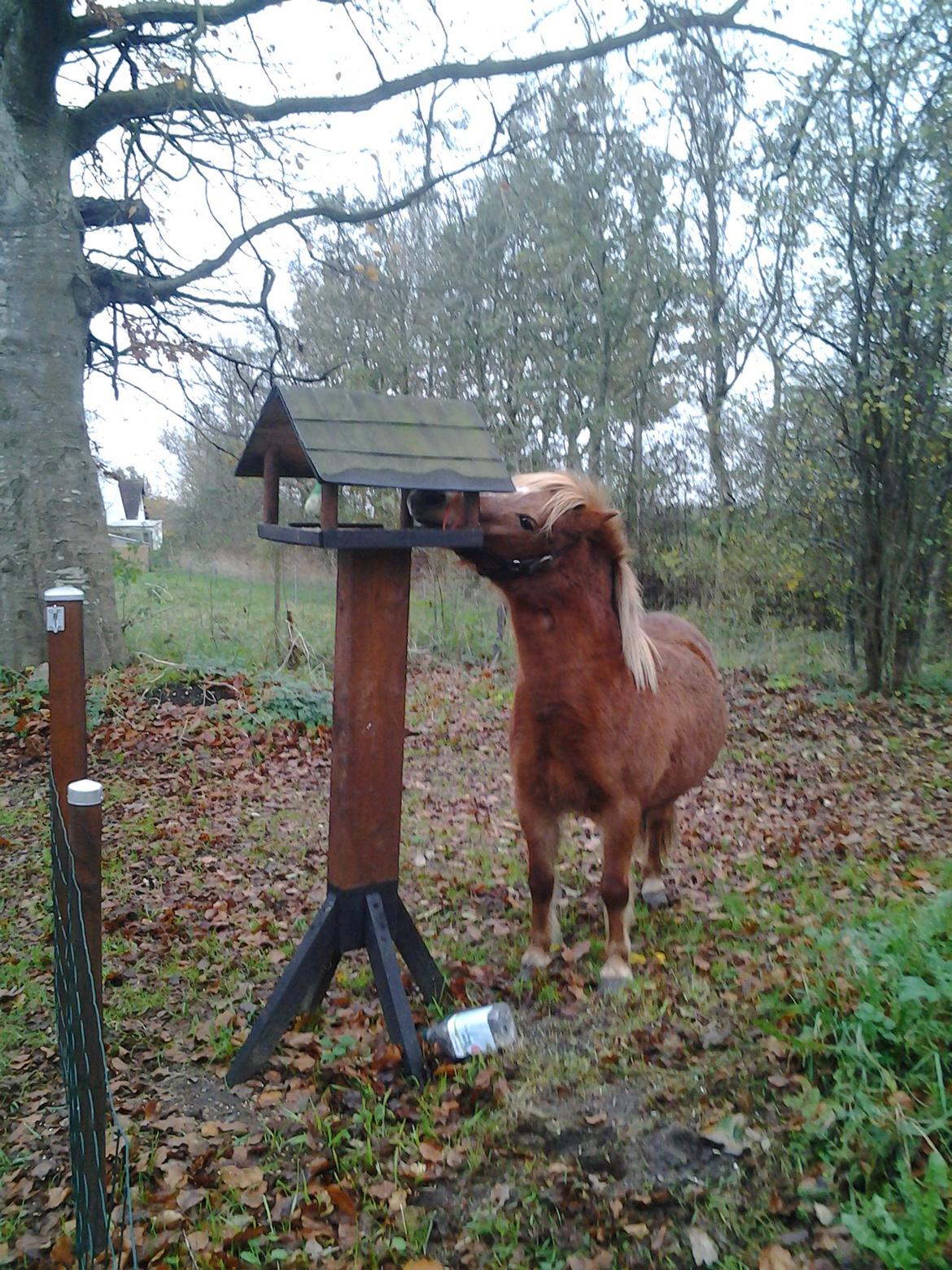 Anden særlig race Rose (Himmelhest) billede 11