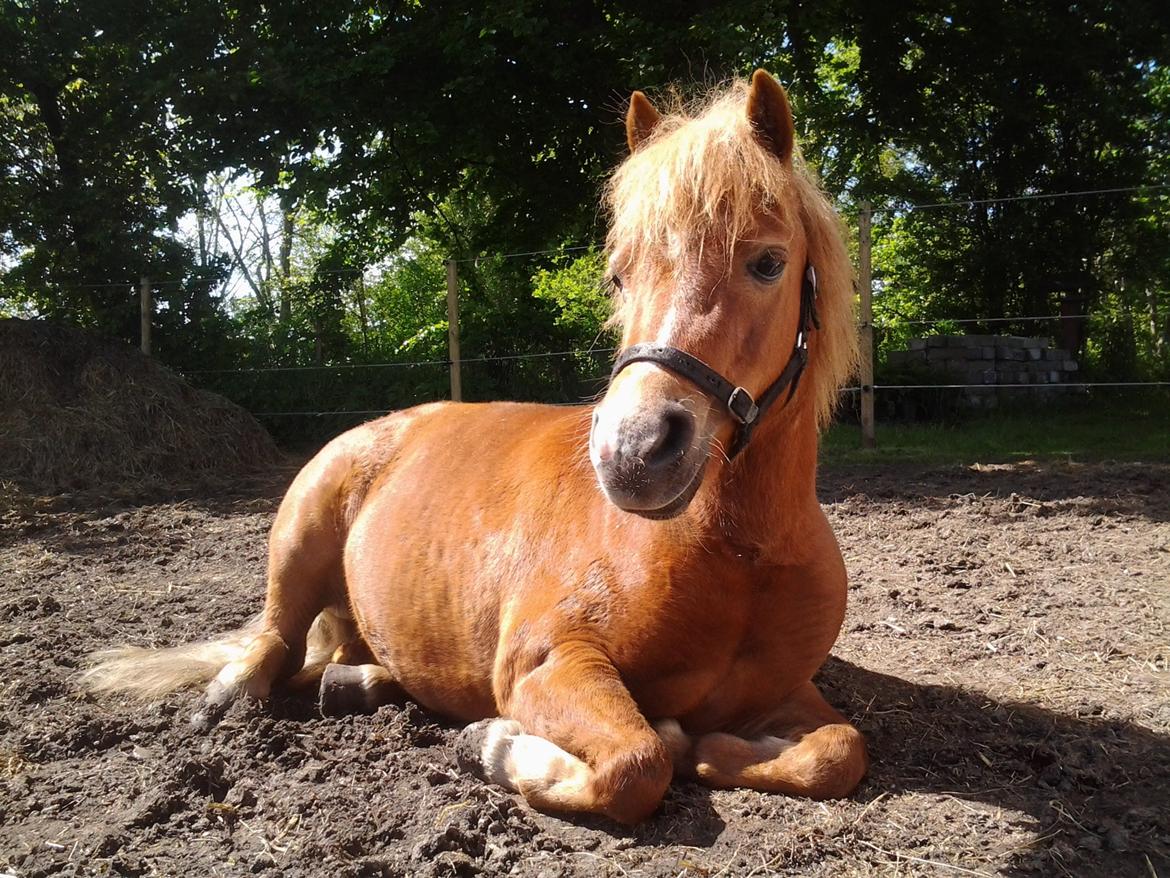 Anden særlig race Rose (Himmelhest) billede 12