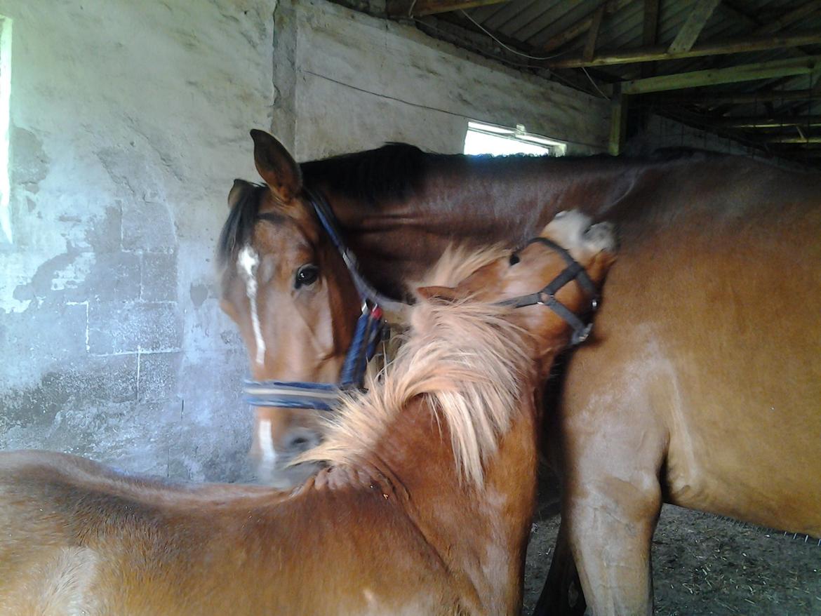 Anden særlig race Rose (Himmelhest) billede 13