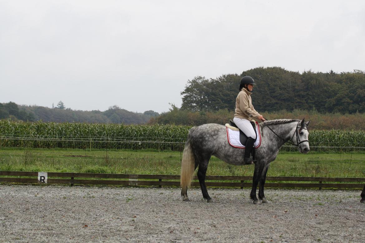 Connemara Egelunds syren billede 1