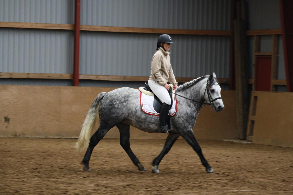 Connemara Egelunds syren billede 3