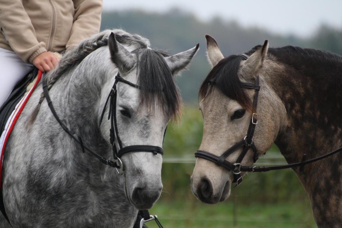 Connemara Egelunds syren billede 2