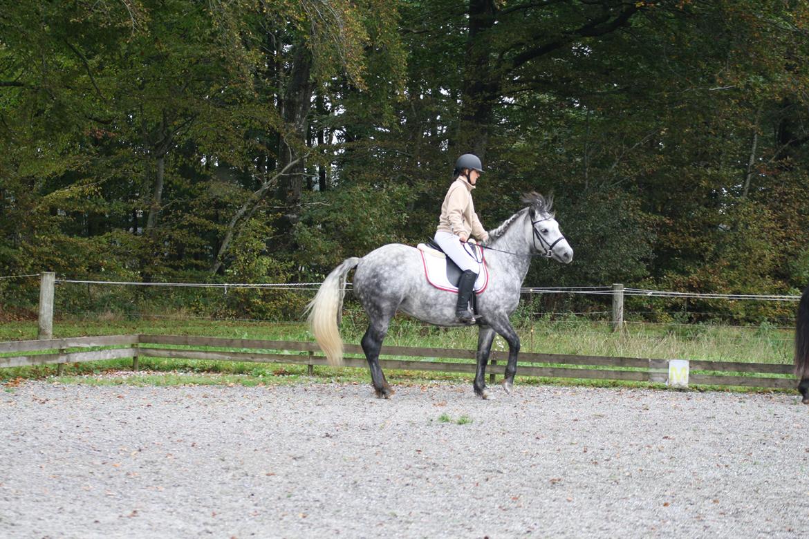 Connemara Egelunds syren billede 4