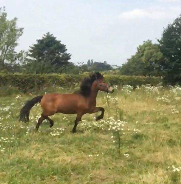 Islænder Náttfari fra Ll. Hafmey billede 4