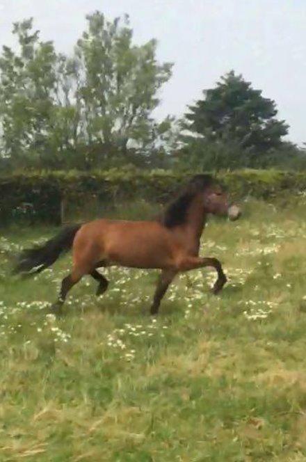 Islænder Náttfari fra Ll. Hafmey billede 5