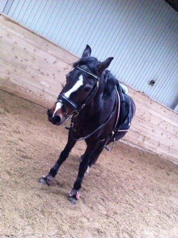 Connemara Claire[Tidl. Part] billede 3