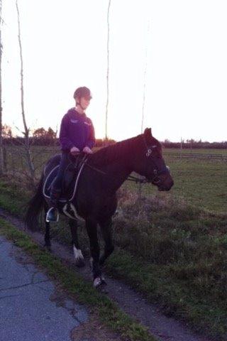 Connemara Claire[Tidl. Part] billede 1