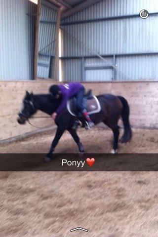 Connemara Claire[Tidl. Part] billede 8