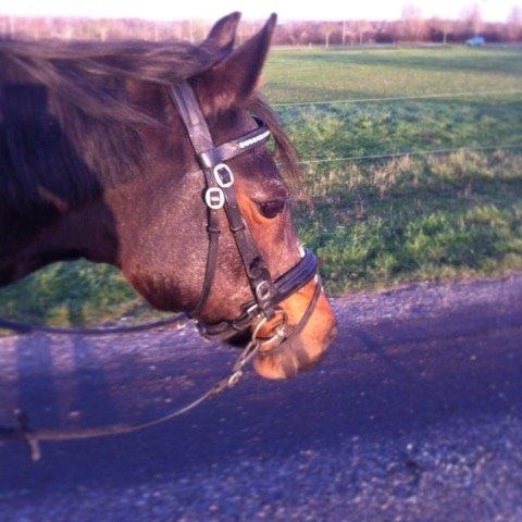 Connemara Claire[Tidl. Part] billede 10