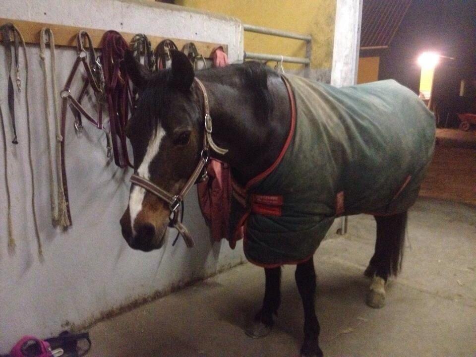 Connemara Claire[Tidl. Part] billede 18