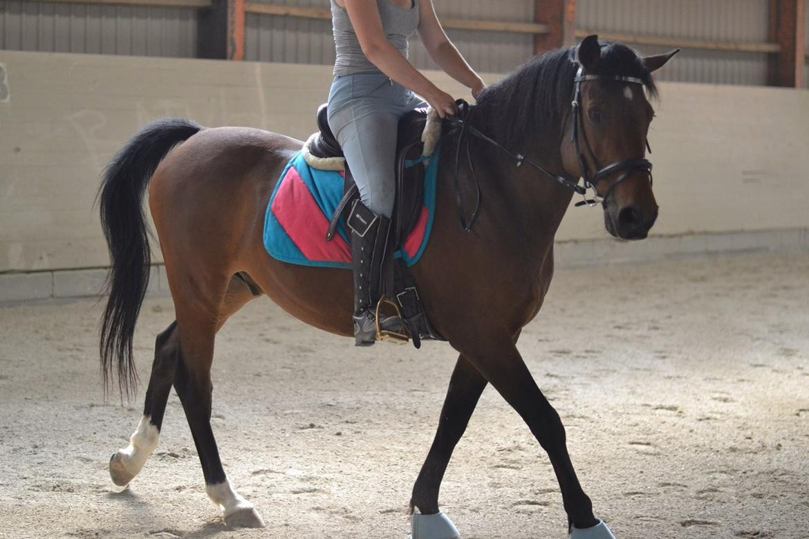 Hollandsk Varmblod Ravel billede 14