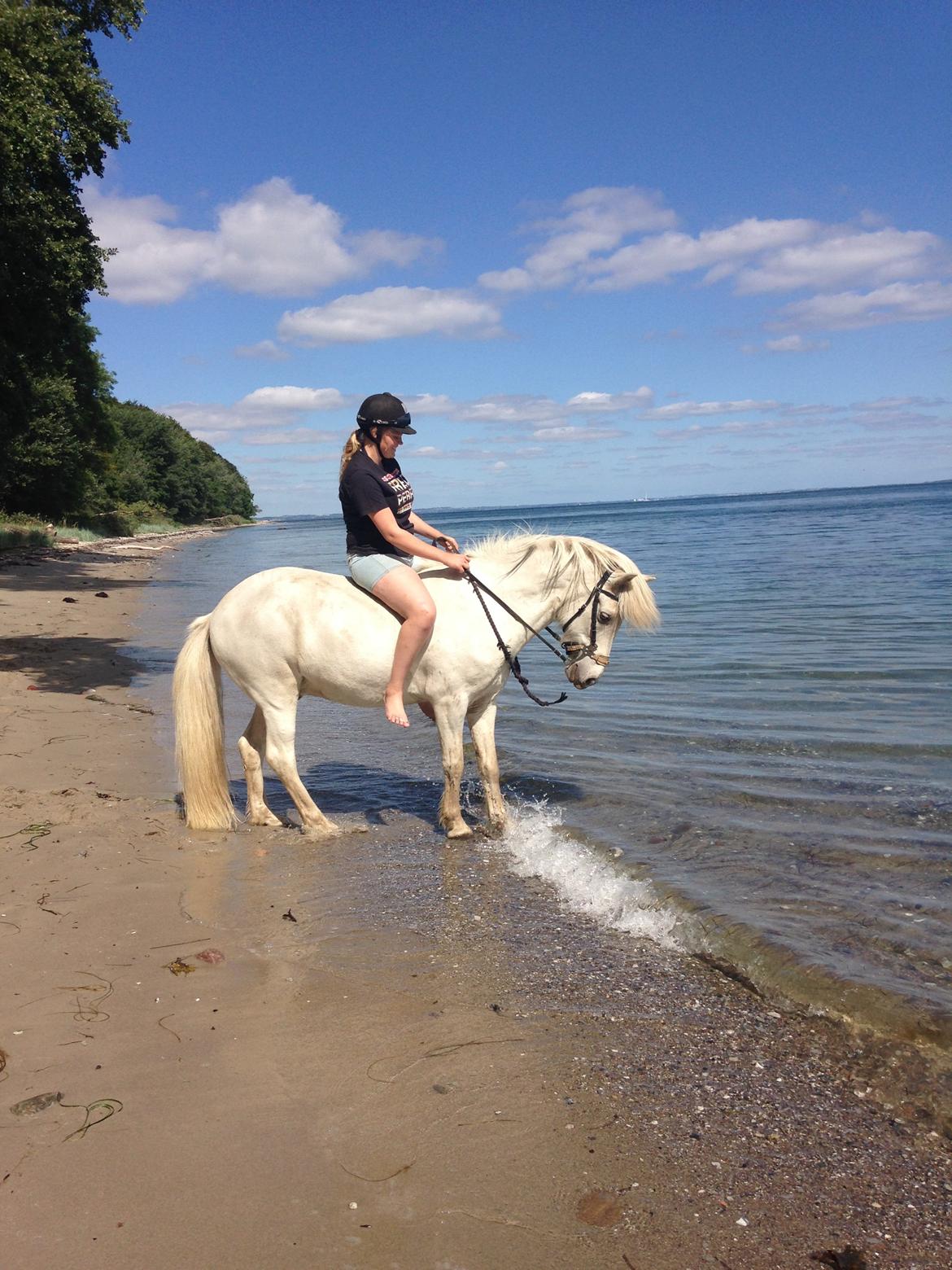Islænder Ljómi fra Egeballegaard billede 13