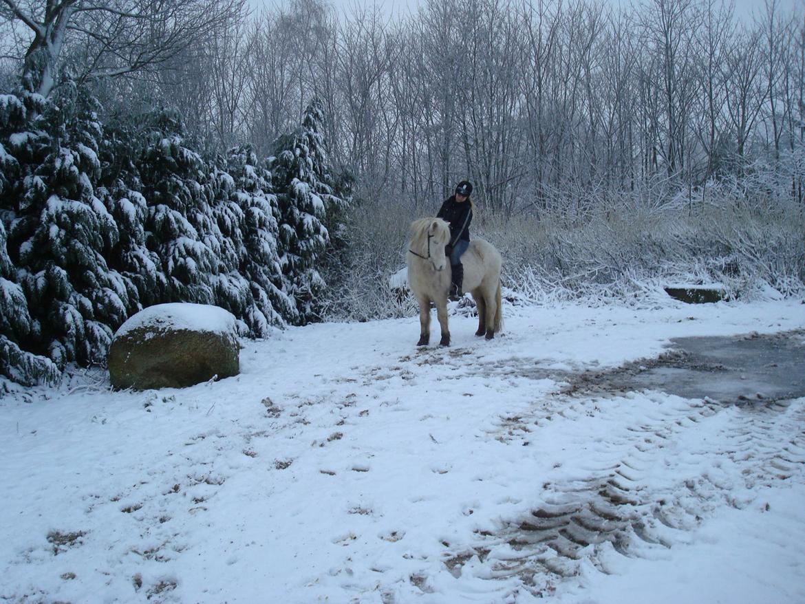 Islænder Ljómi fra Egeballegaard billede 14