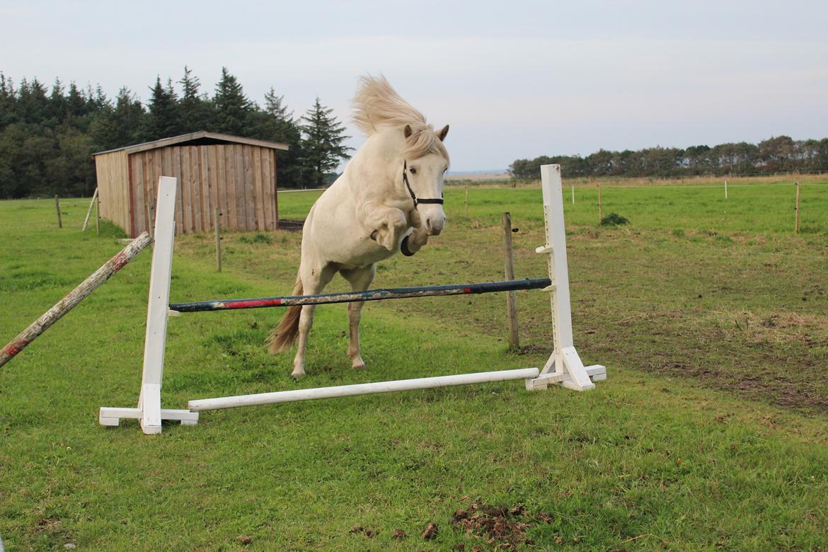 Islænder Ljómi fra Egeballegaard billede 15