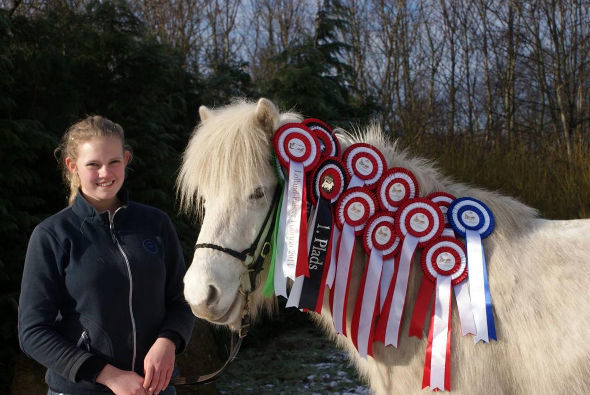 Islænder Ljómi fra Egeballegaard billede 17