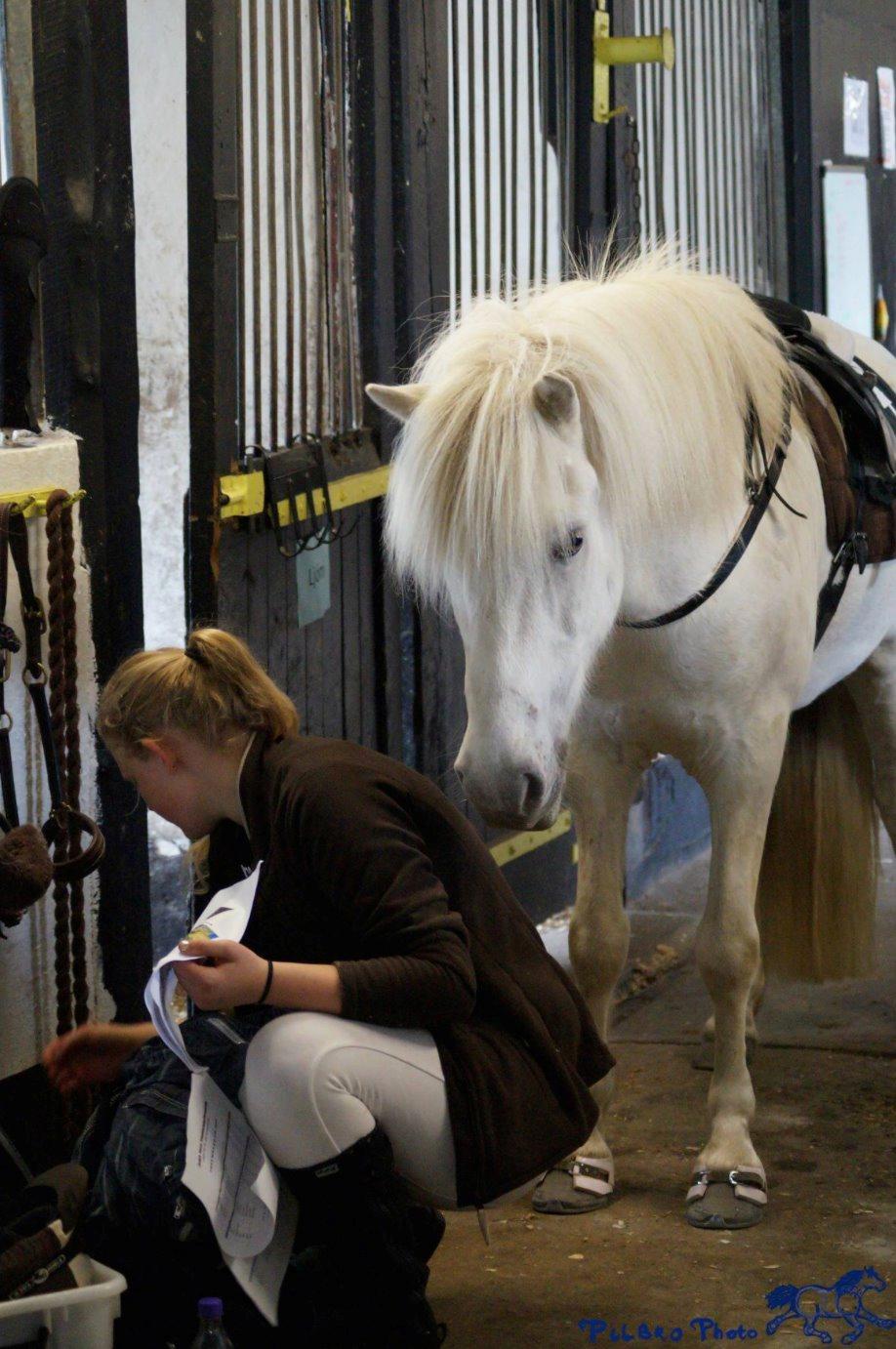 Islænder Ljómi fra Egeballegaard billede 19