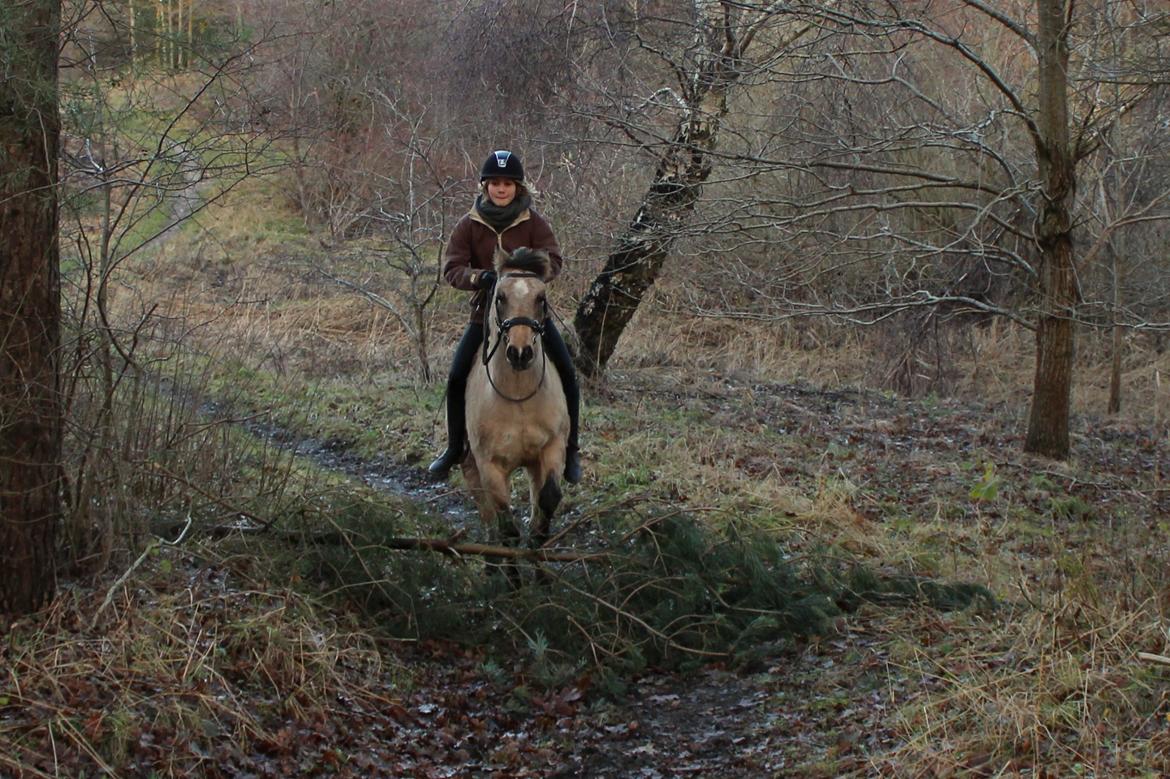 DSP Toojour (Tut) - Vi springer et grantræ :P billede 9