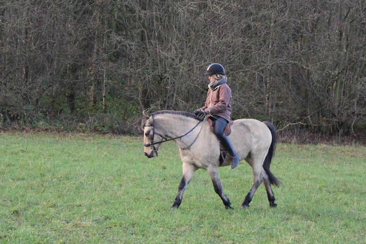 DSP Toojour (Tut) billede 12