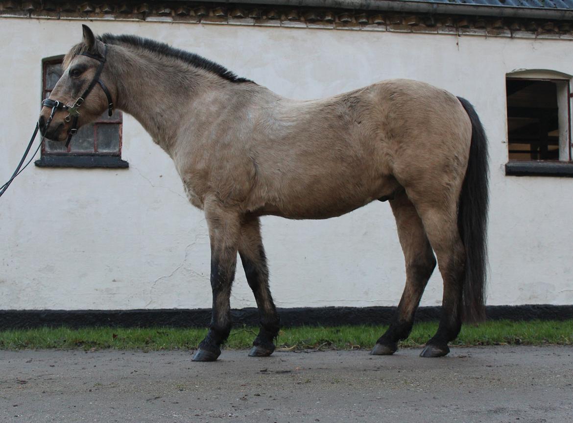 DSP Toojour (Tut) - Muskelsætning og foderstand 12-12 2015 billede 19